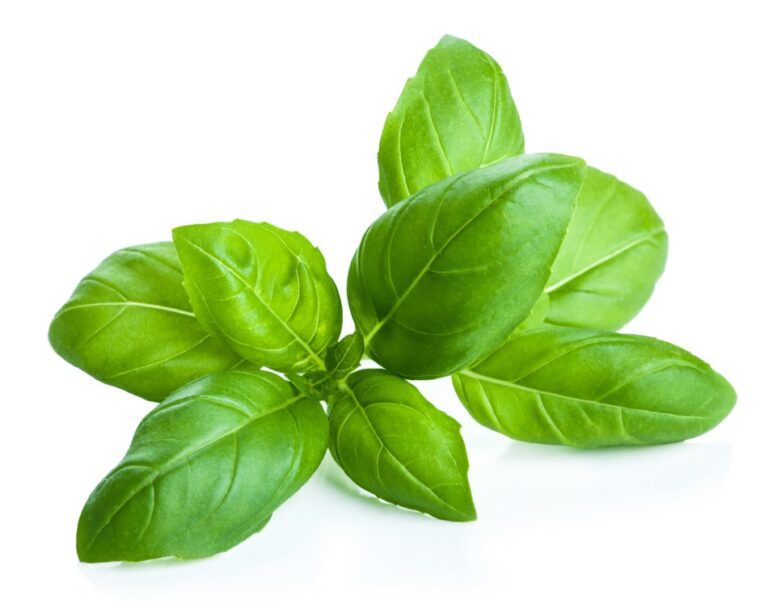 What Causes Holes in Basil and 5 Ways to Prevent Them The Spicy Trio