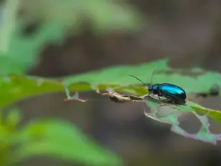 Photo of a shiny teal beetle eating holes in a green plant leaf