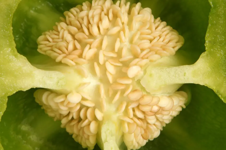 Bell pepper cut in half exposing its white seeds