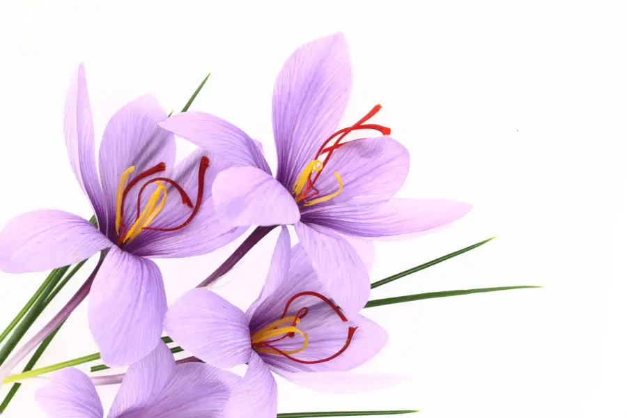 Photo of three purple saffron flowers against a white backdrop