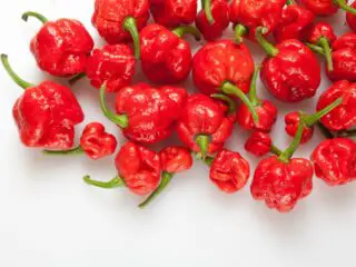 Photo of many red Trinidad Moruga Scorpion Peppers