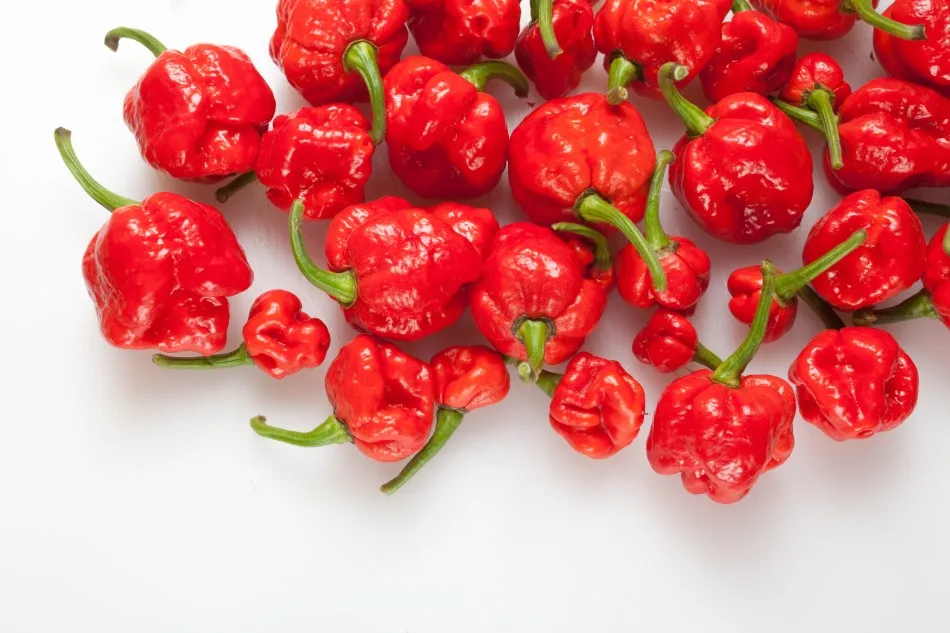 Photo of many red Trinidad Moruga Scorpion Peppers