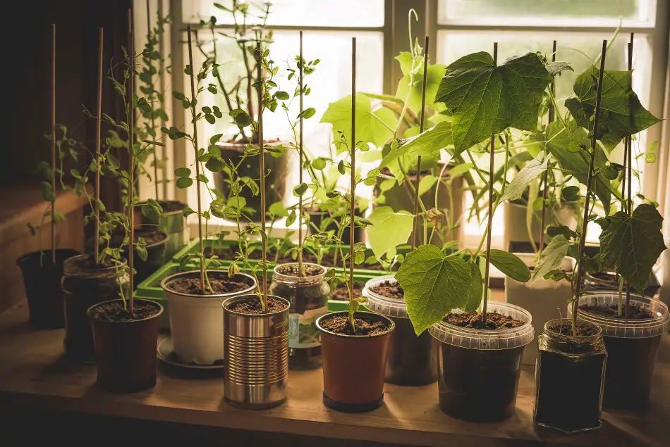 Photo of lots of vegetables growing on a windowsill