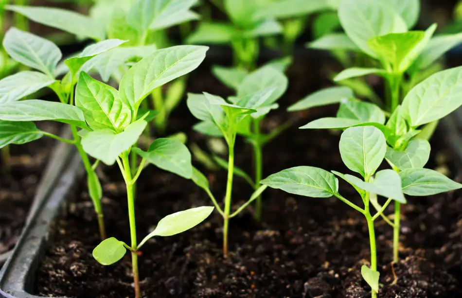 Photo of young pepper plants growing out of brown compost