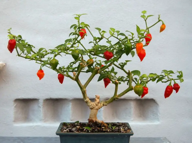 What is a Bonchi Bonsai Your Pepper Plant The Spicy Trio