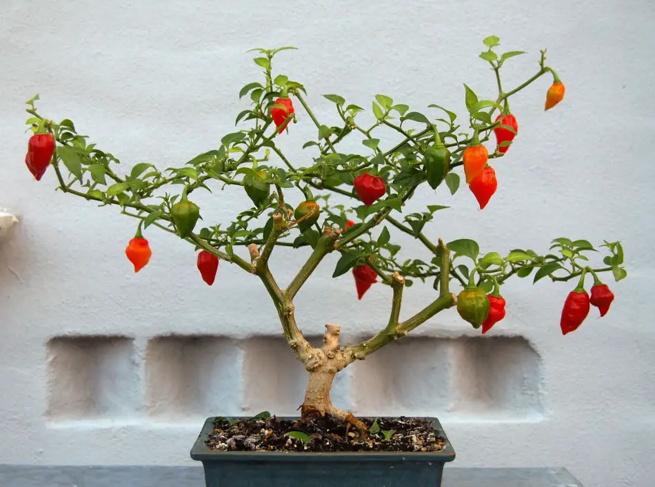 Photo of a bonchi plant (bonsai chili pepper plants)