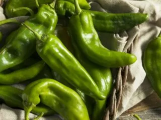 Dark green Hatch chili peppers lying on a burlap sack