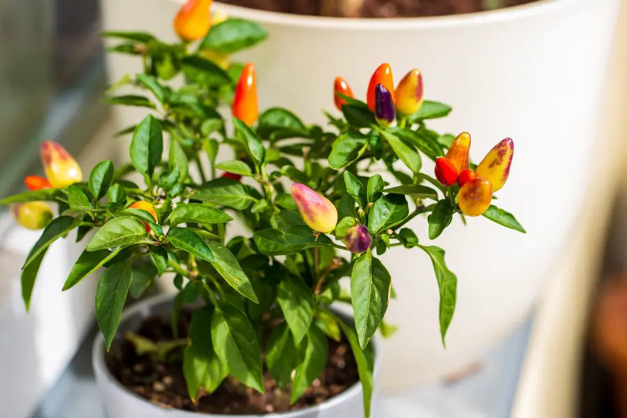 Photo of orange, peach, and purple ornamental peppers growing on a white pot on a windowsill