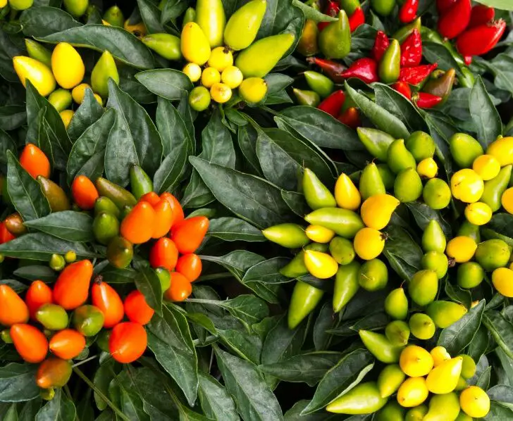Why do Peppers Change Colors? 12 Fascinating Facts The Spicy Trio