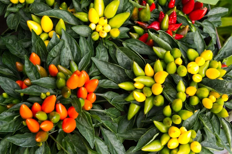 Photo of yellow, orange, red, and green ornamental peppers growing
