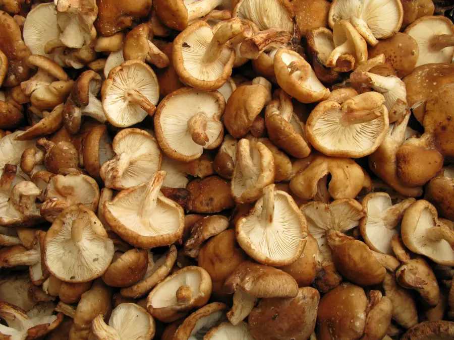 Photo of many Shiitake mushrooms laying about with brown caps and white stems