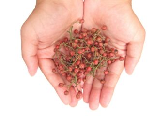 Red Sichuan peppercorns being held in two palm-up hands against a white backdrop