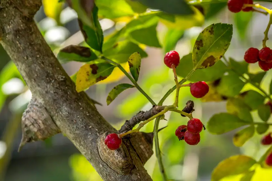 Red Sichuan peppercorns growing on a Sichuan tree