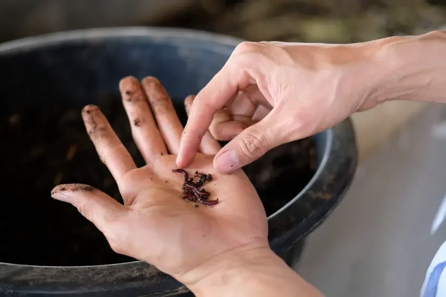 farmer hand holding a composting earthworm for producing compost manure