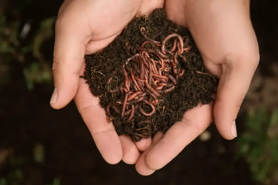 Photo of two hands cupped full of rich soil with earthworms huddled in the middle