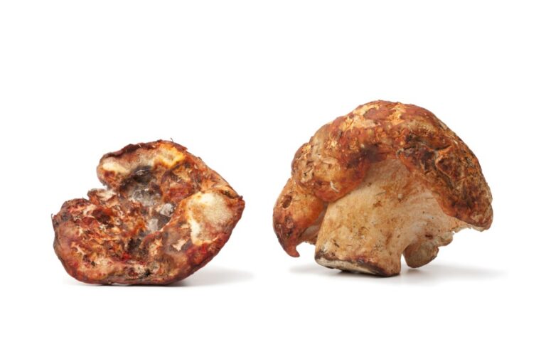 Lobster Mushrooms 9 Things to Know The Spicy Trio