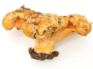 Photo of orange lobster mushroom