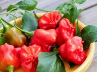 Photo of red mad hatter peppers in a bowl