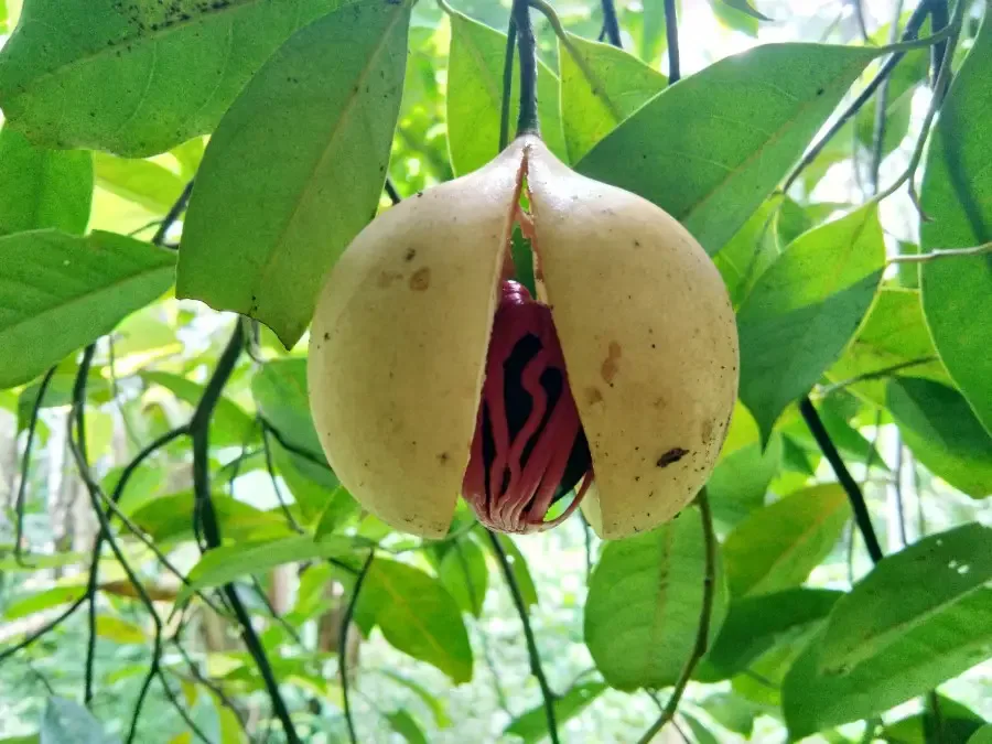 Photo of ripe nutmeg fruit split open with the inner black red veined seed ready to fall out