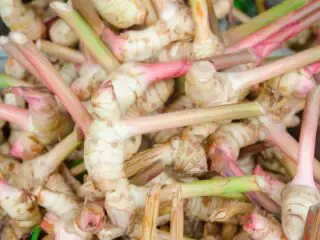 Photo of freshly picked galangal root piled up
