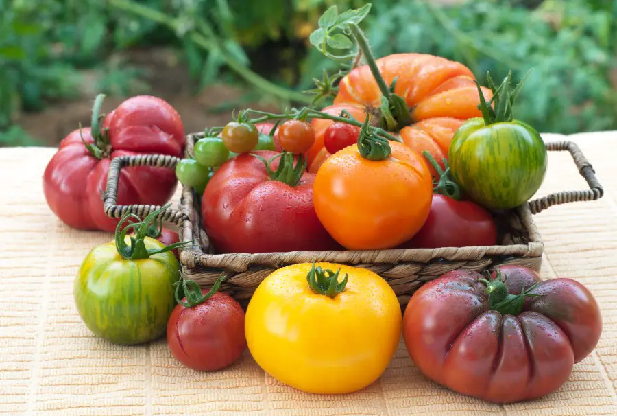 Photo of a bunch of different tomato types ranging in color from purple, yellow, green, and orange