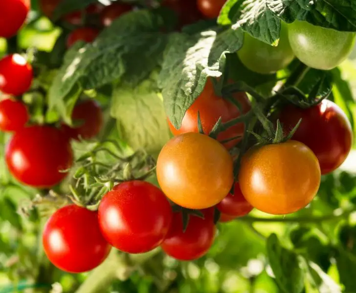 What Grow Light is Best for Tomatoes LED or HPS? The Spicy Trio