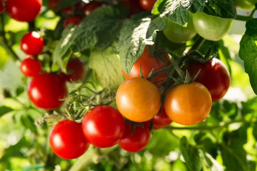 Photo of tomatoes ripening on the vine