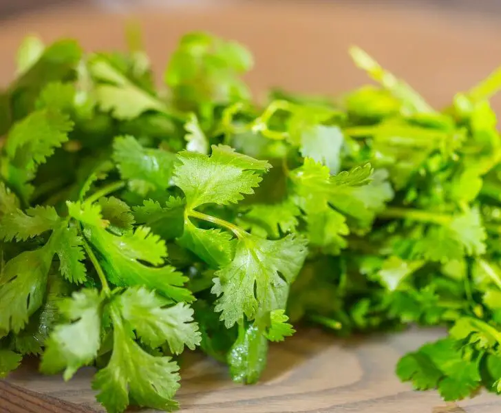 7 Reasons Why Your Cilantro Plant is Wilting & How to Fix it The