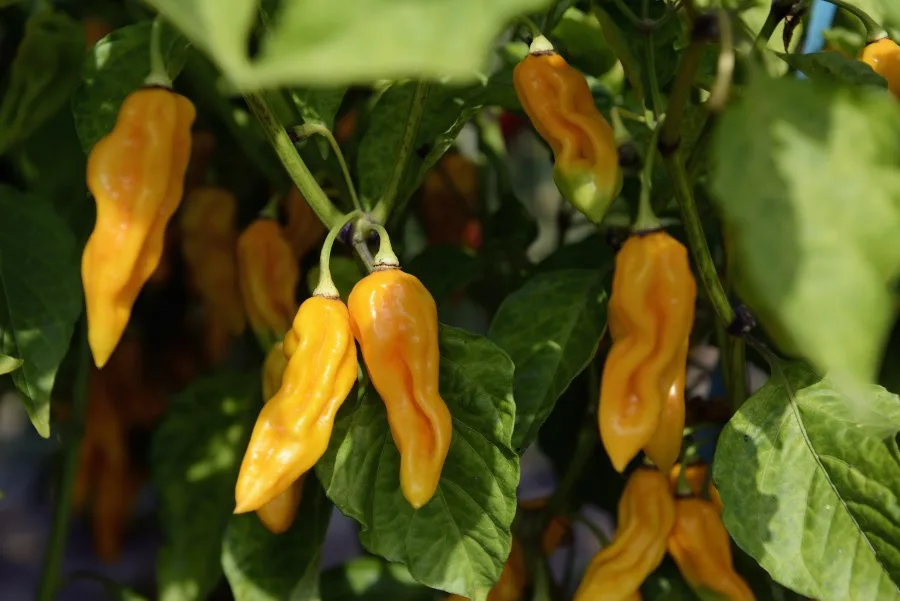 Orange Fatalii Peppers growing on the pepper plant