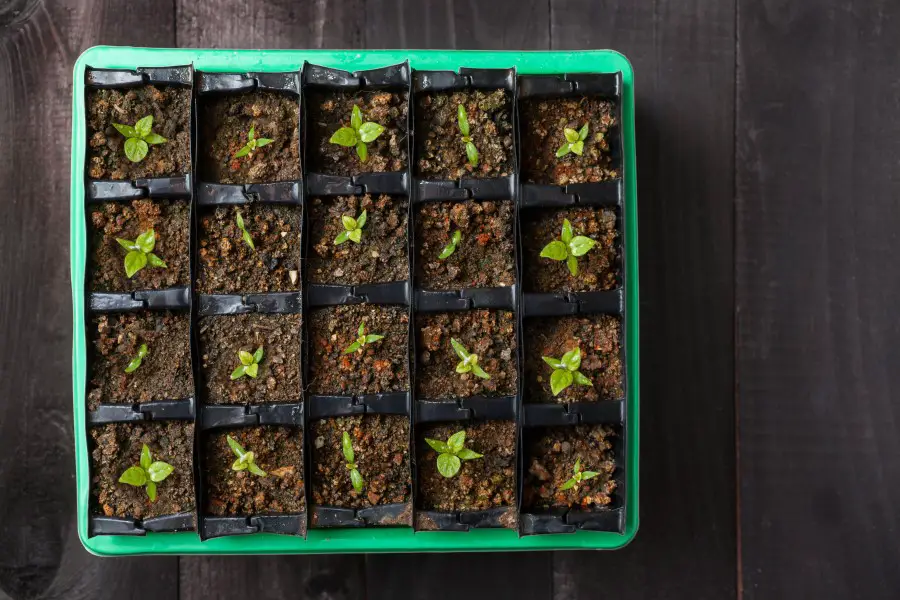 Photo of 20 chili pepper seedlings sprouting