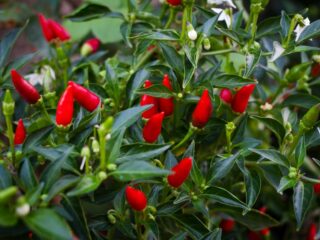 Photo of ripe red Tabasco peppers growing on the vine
