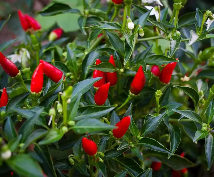 Growing Tabasco Peppers, a Complete Growing Guide The Spicy Trio