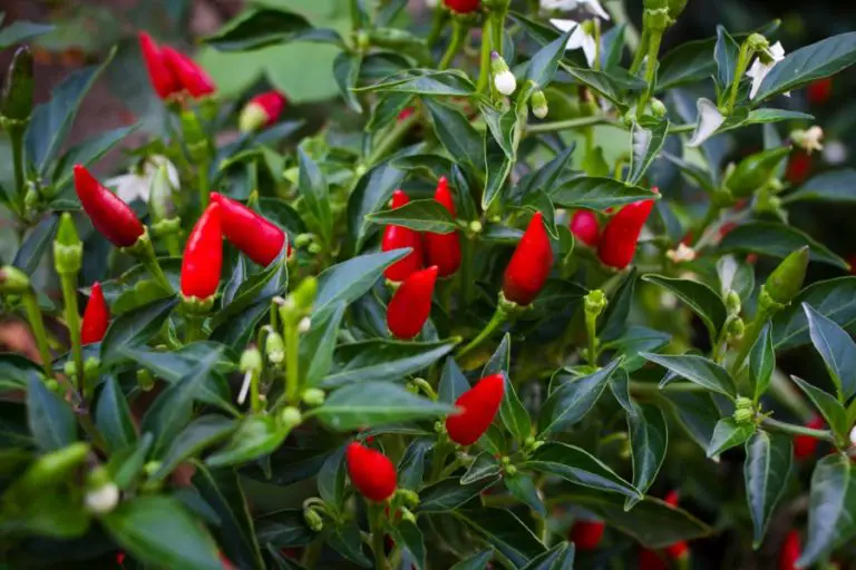 Growing Tabasco Peppers, a Complete Growing Guide The Spicy Trio