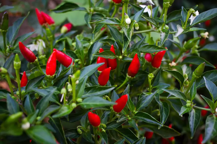 Photo of ripe red Tabasco peppers growing on the vine