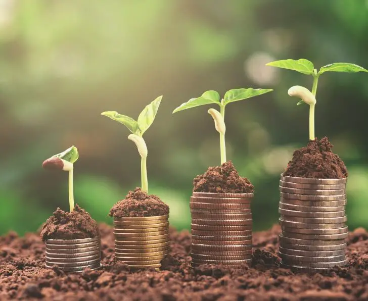 How to Grow Peppers for Profit 5 Key Things The Spicy Trio