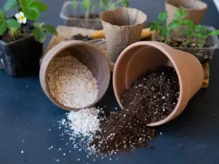 Perlite and vermiculite spilling out of pots