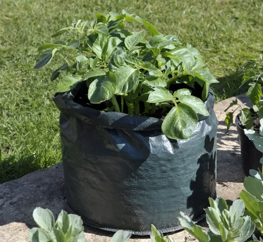 Photo of a potato plant growing in a grow bag