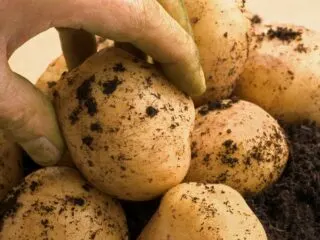 Potatoes being pulled from the soil