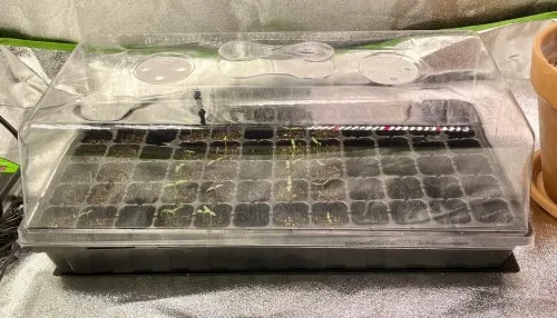 Photo of bootstrap farmers seed germination kit