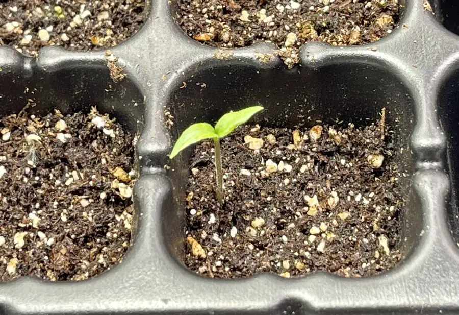 Photo of a Carolina Reaper seedling growing out of a seedling plug
