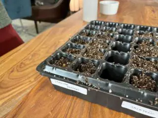 Photo of Carolina Reaper seeds planted in a seed tray