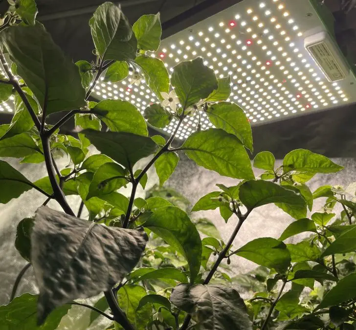 Grow Lights & Eye Damage 4 Important Things to Know The Spicy Trio