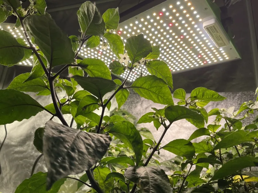 LED grow light hanging about a Carolina Reaper plant