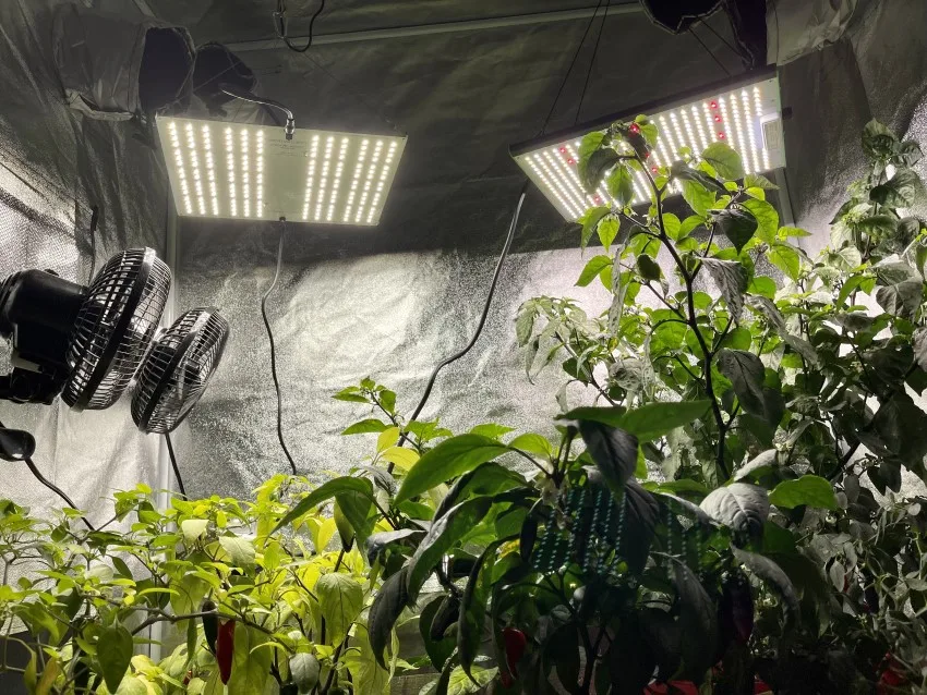 Photo of grow lights hanging above pepper plants in a grow tent