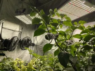 Photo of two LED grow lights hanging above pepper plants with two black oscillating fans hanging off to the left