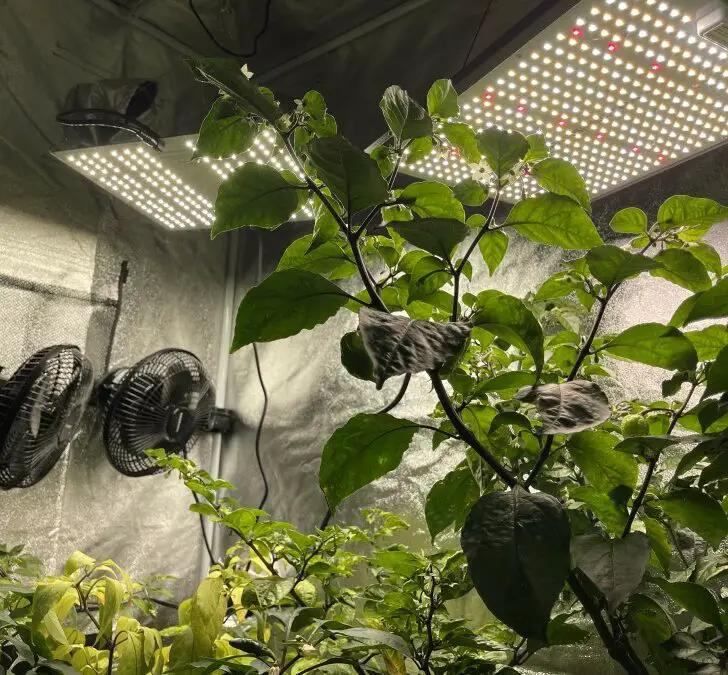 How Much Power Do Grow Lights Use (LED vs HPS)? The Spicy Trio