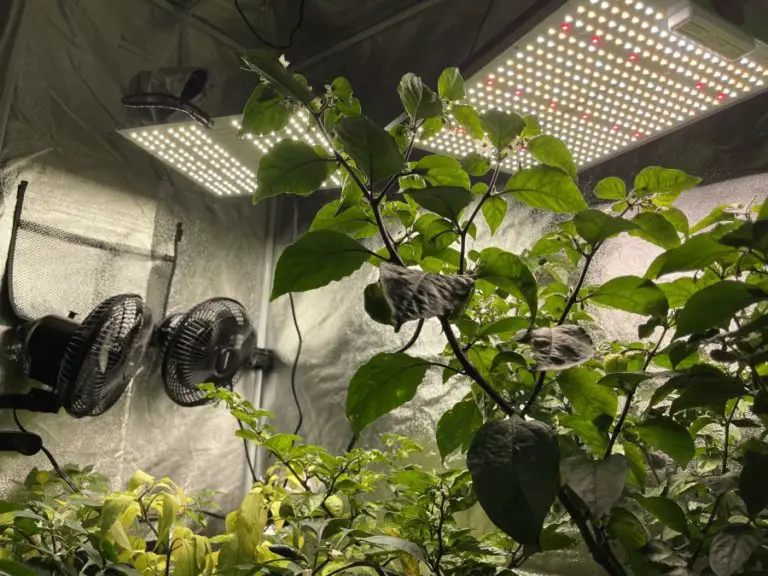 Can Grow Lights Burn Plants? 5 Important Things to Know The Spicy Trio