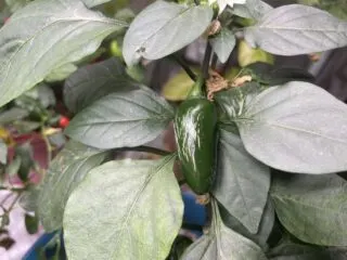 Photo of pepper corking on my Jalapeno pepper