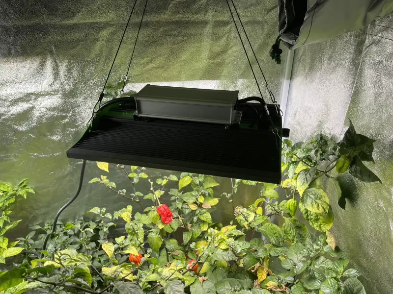 My Viparspectra P1500 grow light hung above my Carolina Reaper pepper plant