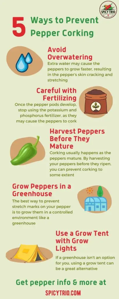 Infographic created by Spicy Trio highlighting 5 ways to prevent pepper corking: avoid overwatering, careful with fertilizing, harvest peppers before they mature, grow peppers in a greenhouse, use a grow tent with grow lights